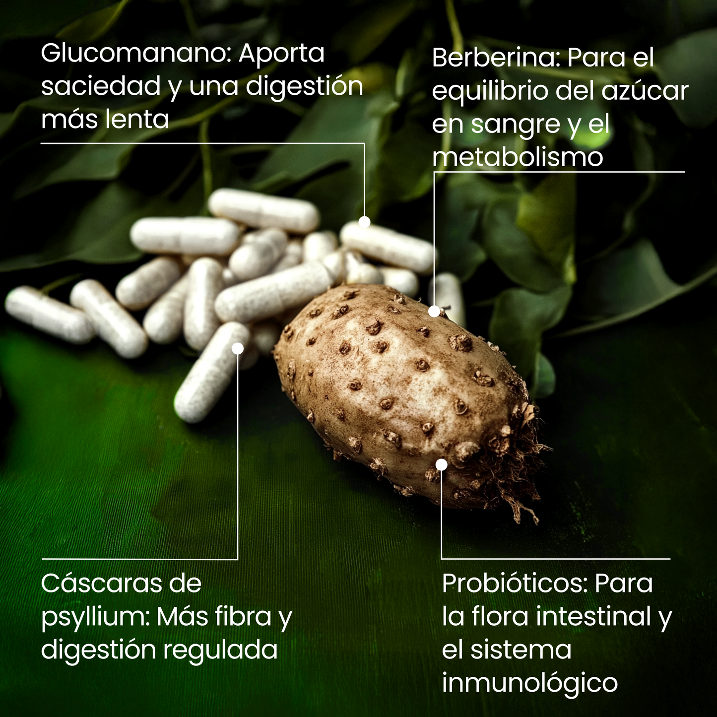 Programa de Pérdida de Peso